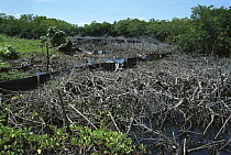 Mangrove (Rhizophora sp) swamps filled-in to create land, destroys marine ecosystems, mangroves serve as sediment traps and nurseries, Palau