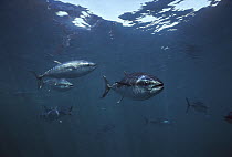 Southern Bluefin Tuna (Thunnus maccoyii) group, underwater, South Australia, critically endangered