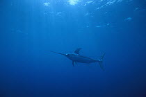 Swordfish (Xiphias gladius) worldwide, can tolerate temperatures of five degrees Celsius and dive to 650 meters, uses sword to kill prey such as squid, Sardinia, Italy, Mediterranean Sea