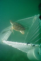 Turtle Exclusion Device (Ted) metal grate allows turtles to escape shrimp trawl, Florida