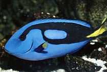 Blue Tang (Paracanthurus hepatus), Indo-Pacific