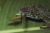 Giant Anole (Norops garmani) feeding on captured Katydid (Tettigoniidae), Panama