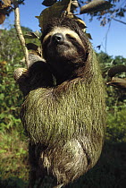 Brown-throated Three-toed Sloth (Bradypus variegatus) with symbiotic algae growing in hair, rainforest ecosystem, Panama