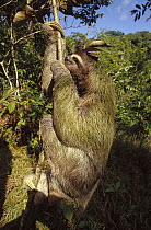Brown-throated Three-toed Sloth (Bradypus variegatus) with symbiotic algae growing in hair, rainforest ecosystem, Panama
