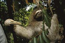 Brown-throated Three-toed Sloth (Bradypus variegatus) hanging in rainforest tree, Panama