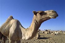 Dromedary (Camelus dromedarius) camel group resting, Sahara Desert, Aswan, Egypt