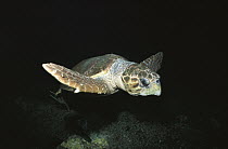 Loggerhead Sea Turtle (Caretta caretta) swimming underwater, Caribbean