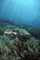 Hawksbill Sea Turtle (Eretmochelys imbricata) underwater, Sipadan Island, Borneo
