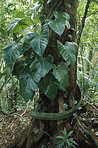 Liana growing up tree trunk, rainforest, Panama