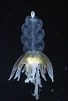 Hula Skirt Siphonophore (Physophora hydrostatica) colonial animal, tentacles sting powerfully, grows to 41 cm, inhabits the Arctic Ocean and Pacific Ocean
