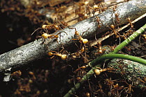 Army Ant (Eciton sp) group use their bodies to build a bridge for other ants to walk across, rainforest, Panama