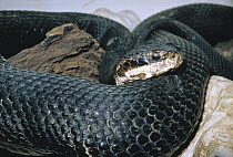 Cottonmouth (Agkistrodon piscivorus) venomous, Florida