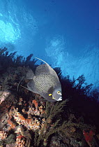 French Angelfish (Pomacanthus paru) along coral wall, Saba, Caribbean