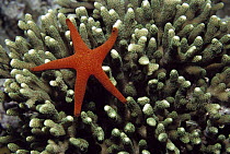 Sea Star on algae-covered coral, Great Barrier Reef, Australia