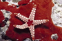 Candy Cane Sea Star (Fromia monilis) underwater, Seychelles