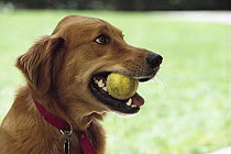 Golden Retriever (Canis familiaris) with tennis ball