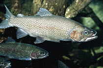 Rainbow Trout (Oncorhynchus mykiss) pair, side view, western United States