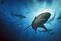Caribbean Reef Shark (Carcharhinus perezii) underwater, Caribbean, Bahamas
