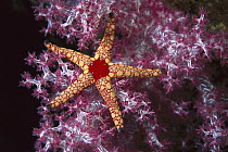 Candy Cane Sea Star (Fromia monilis) on Soft Coral, Thailand