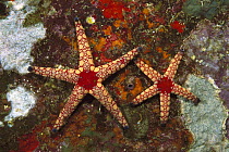 Candy Cane Sea Star (Fromia monilis) pair underwater, Thailand