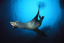 California Sea Lion (Zalophus californianus) swimming underwater with mouth open in threat display, California