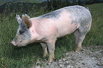 Domestic Pig (Sus scrofa domesticus) portrait, captive animal, North America