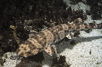 Swell Shark (Cephaloscyllium ventriosum) underwater, so named because it swells up as defense against predators, California