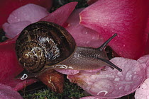 Brown Garden Snail (Helix aspersa) on rose petals covered with dew, California