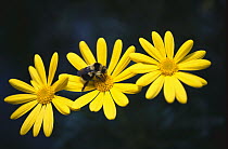 Bumblebee (Bombus sp) collecting pollen from a daisy, California