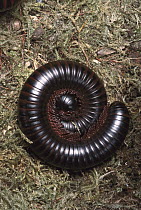 Millipede (Tylobolus deses) coiled into a protective ball, has 300 legs, California