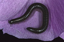 Millipede (Tylobolus deses) has 300 legs, California