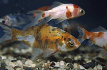 Goldfish (Carassius auratus) school in tank, California