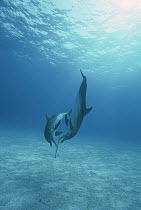 Atlantic Spotted Dolphin (Stenella frontalis) pair playing with sea fan underwater, Little Bahama Bank, Caribbean