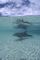 Bottlenose Dolphin (Tursiops truncatus) swimming in shallow water, Caribbean Sea, Roatan, Honduras