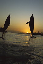 Bottlenose Dolphin (Tursiops truncatus) silhouetted pair leaping from Caribbean Sea at sunset, Roatan, Honduras