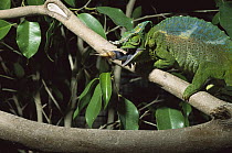 Jackson's Chameleon (Chamaeleo jacksonii) catching a cricket with its long tongue, native to Africa