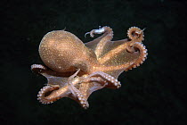 California Bigeye Octopus (Octopus californicus) deep sea species swimming underwater, California