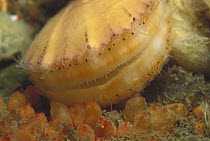 Scallop (Pectiniidae) close-up showing eyes, San Juan Islands, Washington