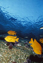 Garibaldi (Hypsypops rubicundus) swimming in Kelp forest with Sea Lion in background, southern California