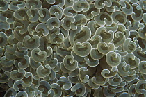 Euphyllia Coral (Euphyllia ancora) a type of stony coral with distinctive polyps, Papua New Guinea
