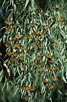 Monarch (Danaus plexippus) butterflies gather on Eucalyptus trees in winter, Santa Cruz and Pacific Grove, California