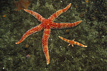 Rainbow Sea Star (Orthasterias koehleri) a large and small one with regenerating arms, Pacific northwest coast of North America