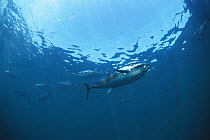 Atlantic Bluefin Tuna (Thunnus thynnus) swimming underwater, South Australia