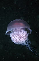 Jellyfish (Crambione mastigophora) underwater, Thailand