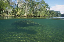 West Indian Manatee (Trichechus manatus) above and below water view, Crystal River, Florida