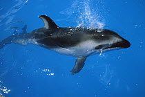 Pacific White-sided Dolphin (Lagenorhynchus obliquidens) surfacing to breath at Sea World, San Diego, California