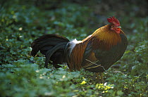 Domestic Chicken (Gallus domesticus) rooster