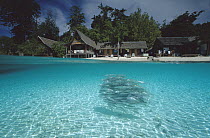 Split-view showing swimming school of fish and buildings on beach, Sipadan Island, Borneo, Celebes Sea