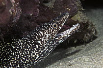 Moray Eel (Gymnothorax sp) being cleaned by Goby (Gobiidae), Caribbean