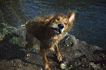 Golden Retriever (Canis familiaris) mix, shaking water from fur, California